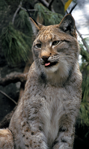 1-lynx
