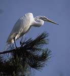31-egret-in-tree-2